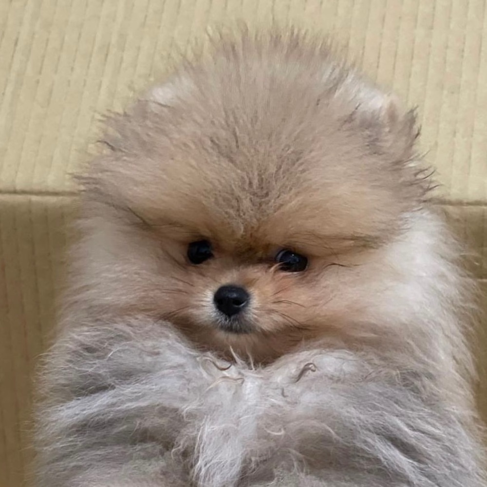 Meet your Posher, Johnny